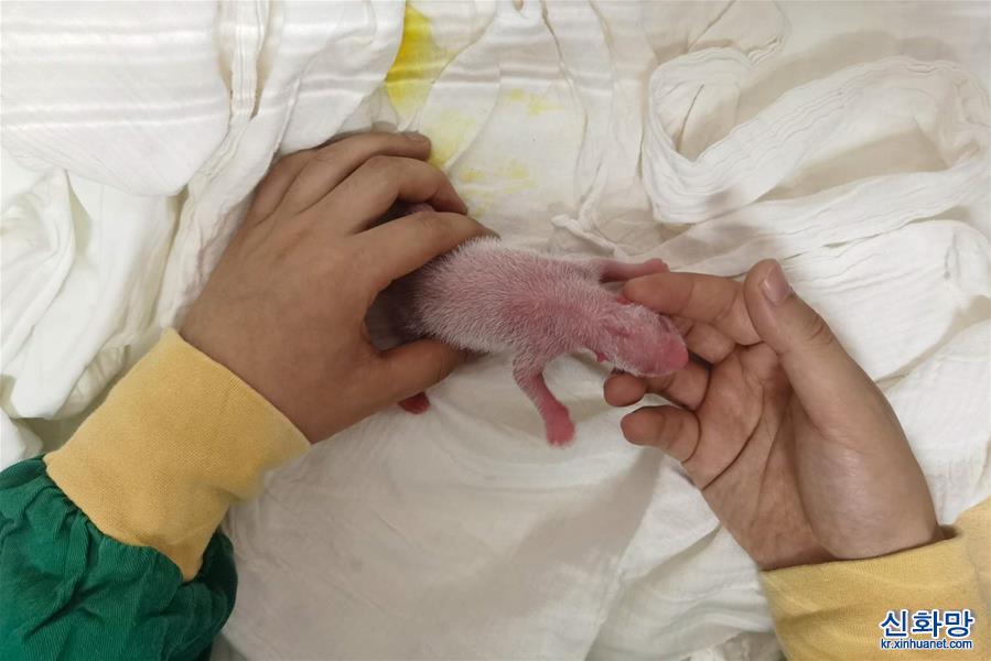 （社會）（1）中國大熊貓保護研究中心喜迎兩胎四仔熊貓寶寶