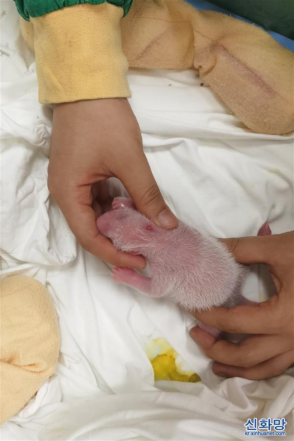 （社會）（2）中國大熊貓保護研究中心喜迎兩胎四仔熊貓寶寶