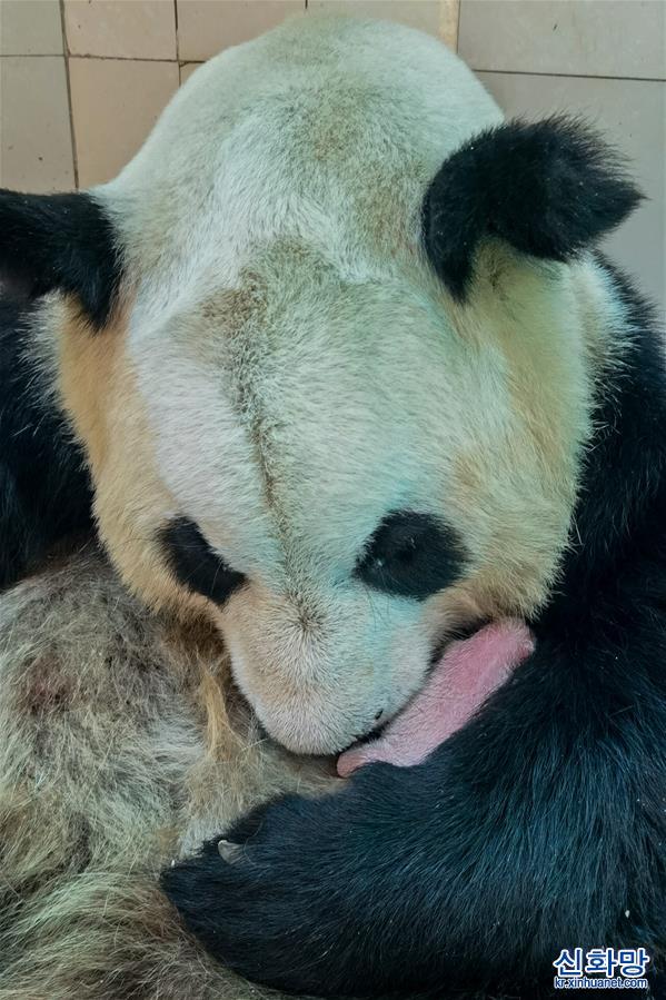 （社会）（3）中国大熊猫保护研究中心喜迎两胎四仔熊猫宝宝