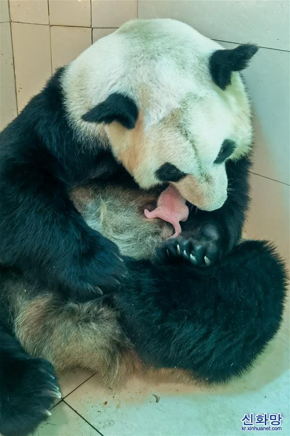 （社會）（4）中國大熊貓保護研究中心喜迎兩胎四仔熊貓寶寶