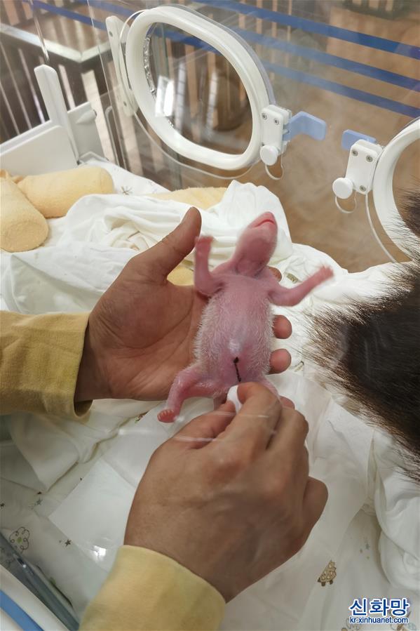 （社会）（5）中国大熊猫保护研究中心喜迎两胎四仔熊猫宝宝