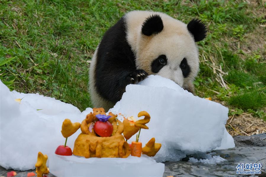 （国际）（1）比利时：大熊猫双胞胎“宝弟”“宝妹”迎来两岁生日