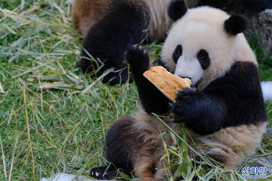 （国际）（2）比利时：大熊猫双胞胎“宝弟”“宝妹”迎来两岁生日