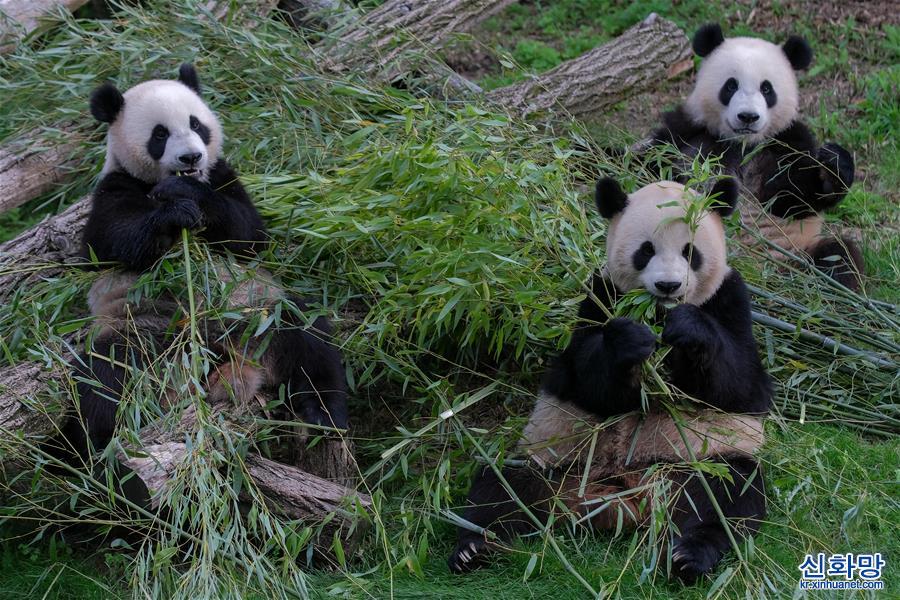 （国际）（5）比利时：大熊猫双胞胎“宝弟”“宝妹”迎来两岁生日