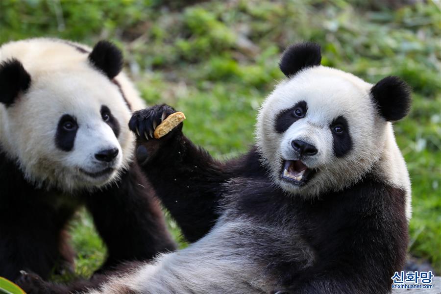 （国际）（4）比利时：大熊猫双胞胎“宝弟”“宝妹”迎来两岁生日