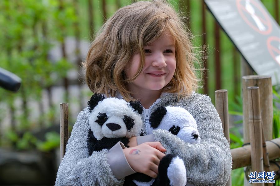 （国际）（6）比利时：大熊猫双胞胎“宝弟”“宝妹”迎来两岁生日