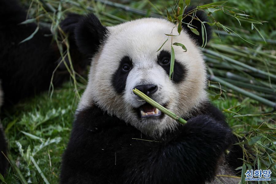 （国际）（3）比利时：大熊猫双胞胎“宝弟”“宝妹”迎来两岁生日