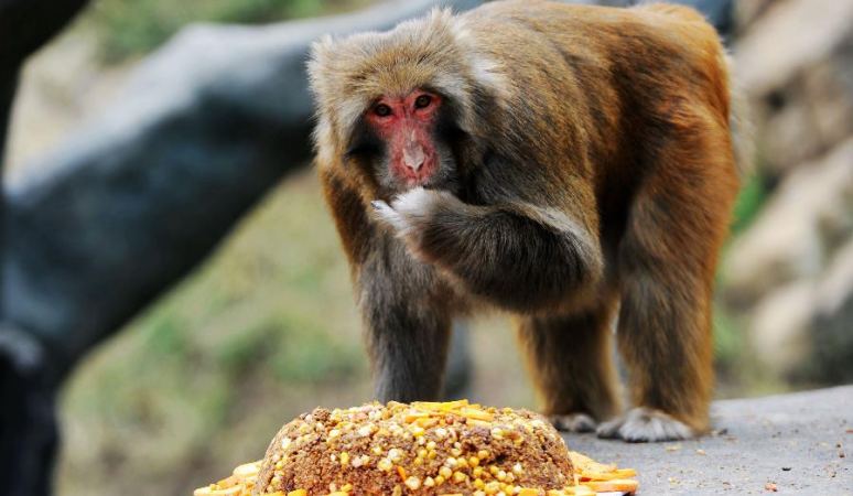 동물들도 추석 맞이...&ldquo;우리의 특제 월병을 드셔봐요&rdquo;