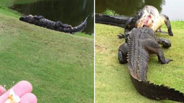 两鳄鱼高尔夫球场恶斗