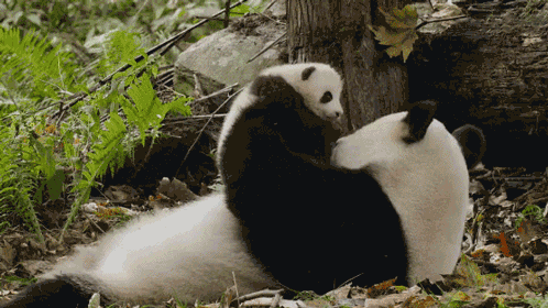 甘肃文县：白水江大熊猫区域种群密度上升