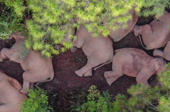 中 윈난성, 아시아 코끼리떼 적합한 서식지 복귀에 총력