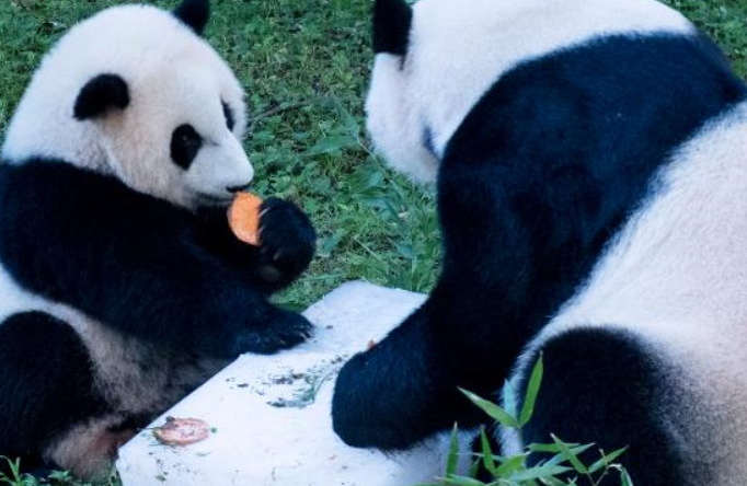 美 국립동물원서 첫 생일 맞은 아기 판다 ‘샤오치지’