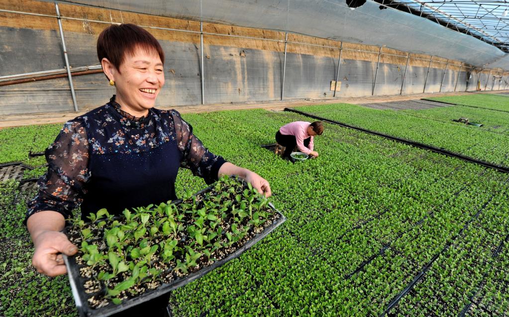 무공해 녹색채소 재배 산업, 농가 소득증대 든든한 지원군 역할
