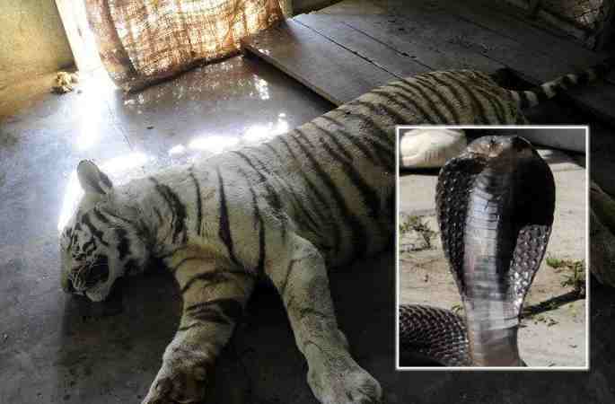 인도 3살 백호 코브라와 사투하다 불행 사망