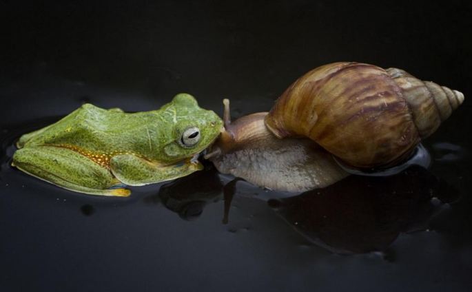 다정한 개구리, 달팽이와 ‘키스’