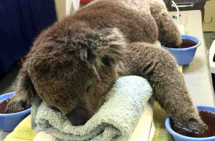 호주 코알라, 화상치료 받는 사진 귀여워...인터넷서 인기 폭발