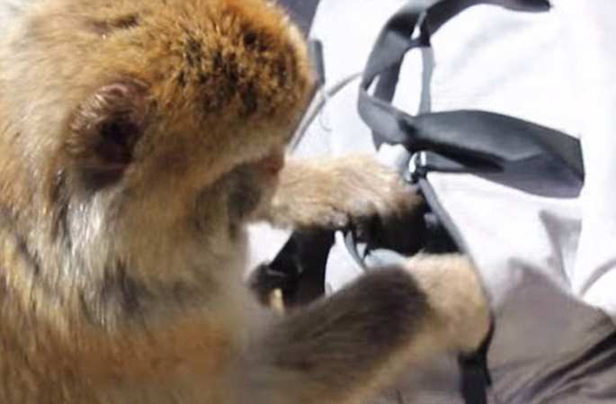 센드위치 뺏어가는 배고픈 원숭이