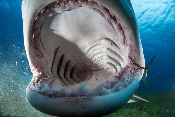 사진작가 생명 무릅쓰고 상어 입속 촬영
