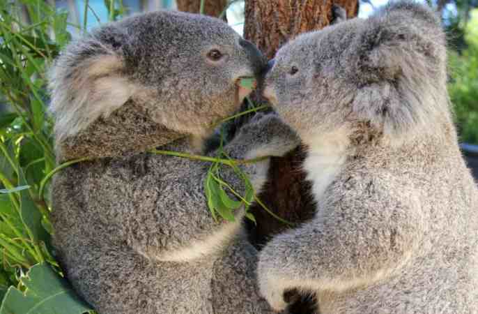 호주 동물원의 귀염둥이들