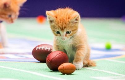 “Kitten Bowl”개최, 90 마리 귀여운 고양이 참가