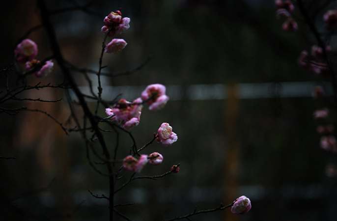 꽃내음 가득한 2월의 구이저우, 봄이 온다