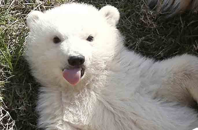 북극곰 모자 잔디밭에서 일광욕, 작은 북극곰 카메라앞에서 익살