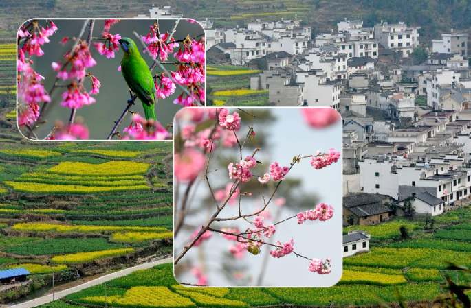 봄기운이 완연한 중국 풍경