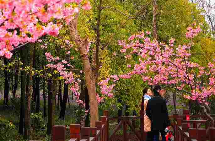 상하이 벚꽃 축제 개막