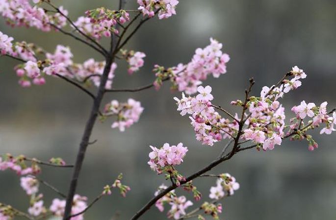 베이징 위위엔탄공원 제27회 벚꽃축제 막 올려
