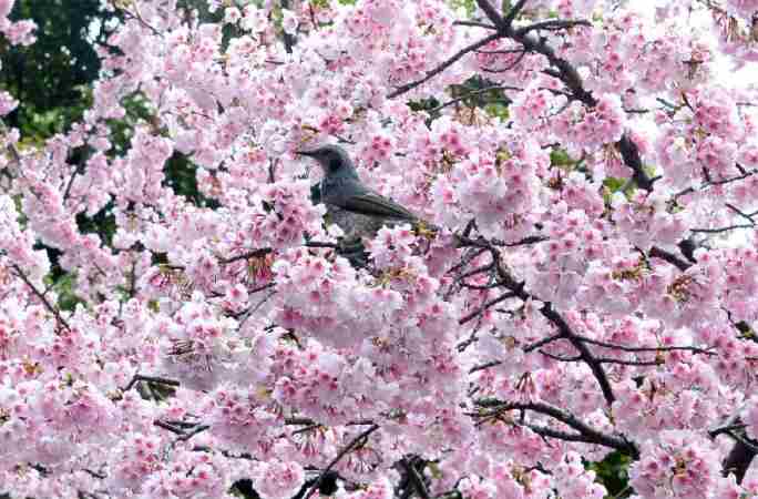 일본 도쿄 봄꽃 만발