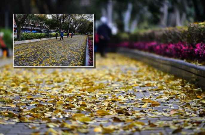 푸저우시 “ 낙엽을 쓸어버리지 않고” 로맨틱한 도시경관 조성
