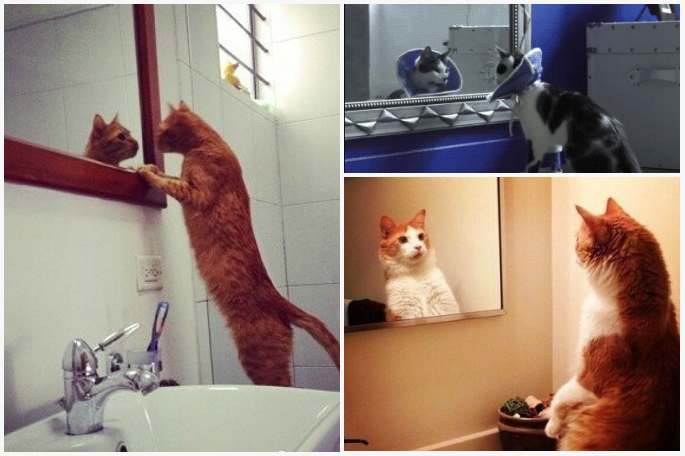 거울 보는 멋쟁이 고양이들