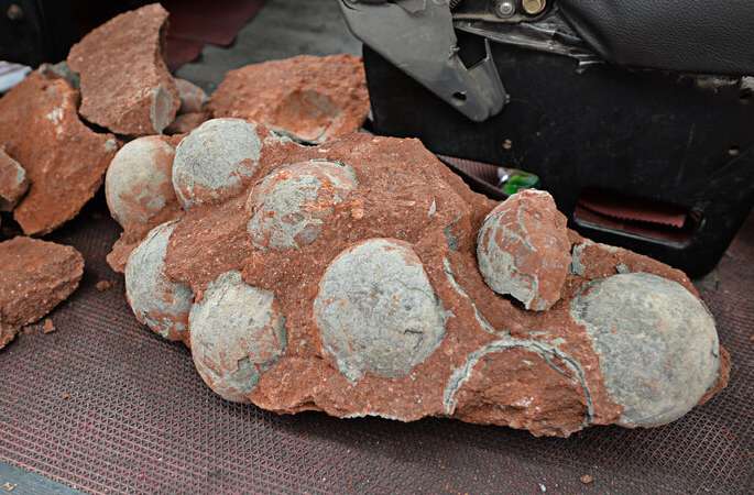 中광둥 중심가에서 공룡알 화석 43개 발견