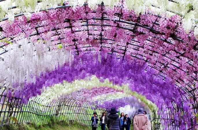 일본 카와치 절미한 등나무 터널