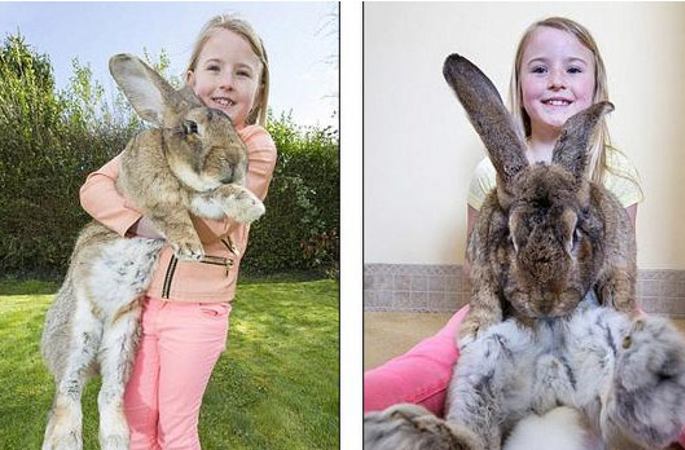 세계에서 가장 큰 토끼