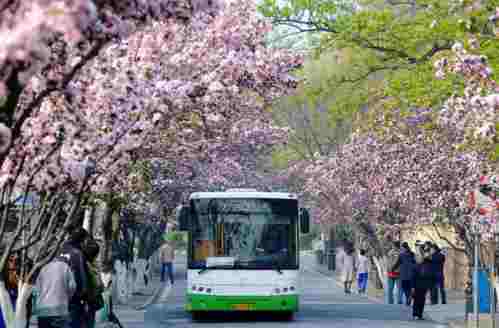 (아름다운 중국) 가장 아름다운 해당화의 길--”봄을 가로지른다”