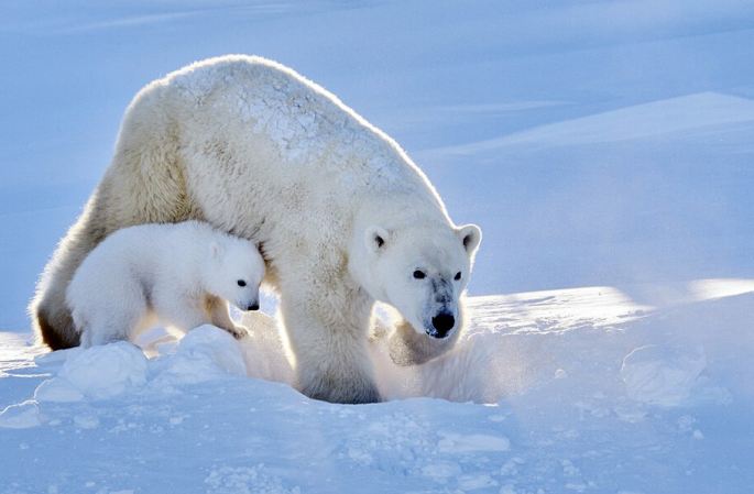 난생 처음으로 물고기 사냥에 나선 북극곰 새끼