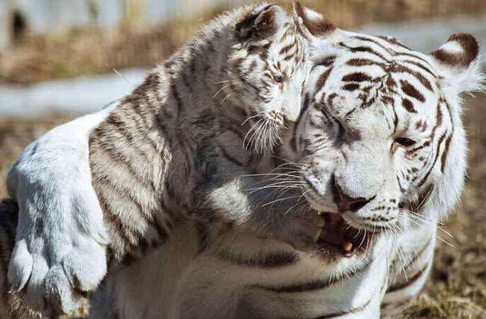 俄동물원서 백호 새끼 "엄마"에게 어리광