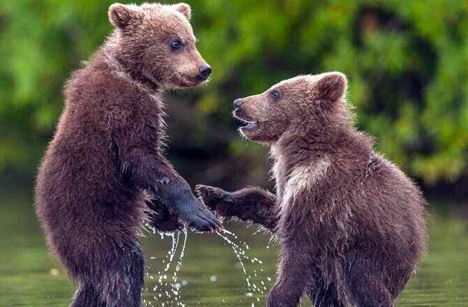 俄사진작가 곰 새끼들 악수하는 장면 포착