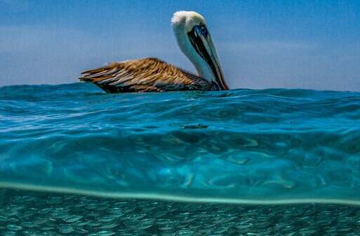 다이빙 천국 카리브해의 아름다운 경관