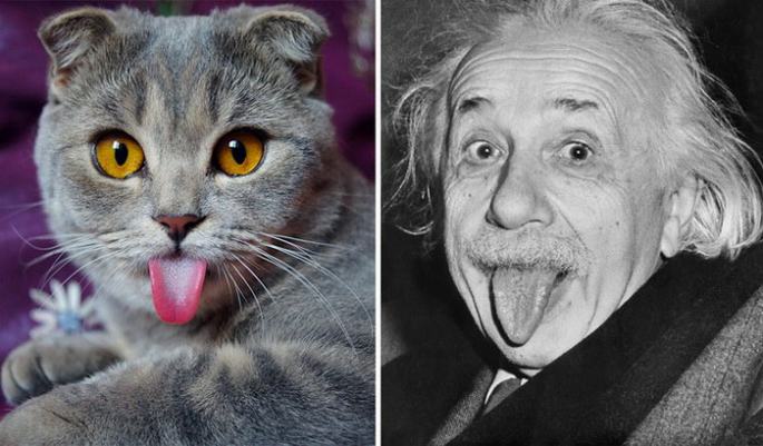 러시아 "아인슈타인 고양이", 혀내밀기 표정으로 인기폭발