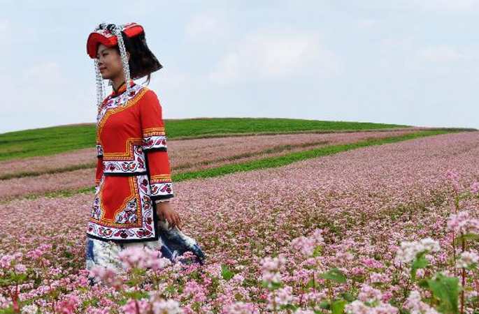 구이저우 웨이닝: 메밀꽃이 한창 피어