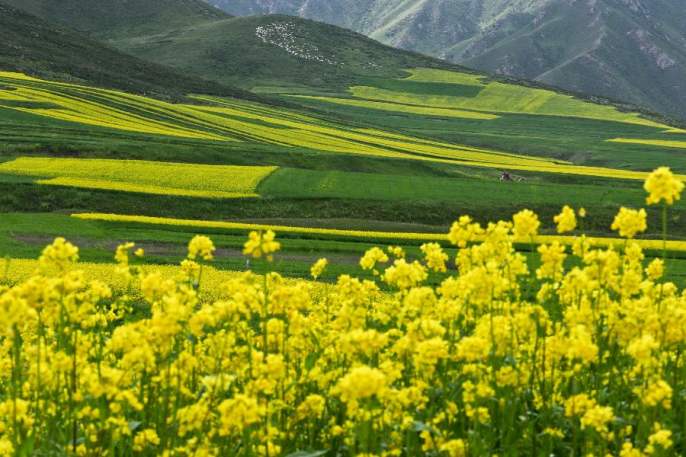 간쑤성 민러현 유채꽃 꽃바다 이뤄