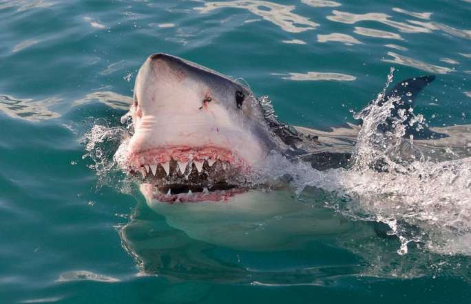 남아공 상어가 물범을 잡는 아슬아슬한 순간