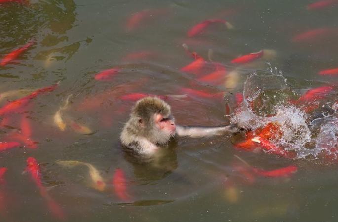 허페이 처서날 고온에 일본원송이가 물속에서 물고기들과 놀다