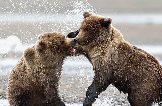 美 갈색곰 저녁 먹이감 위해 치열하게 싸우는 장면