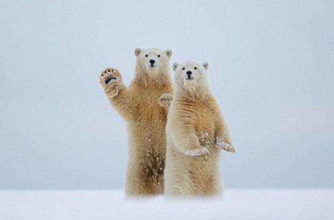 북극곰이 촬영사 카메라를 향해 ‘손’ 흔드는 순간