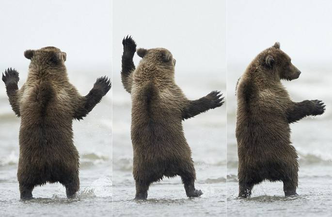 갈매기 관중삼아 미국 아기 불곰 댄스 삼매경