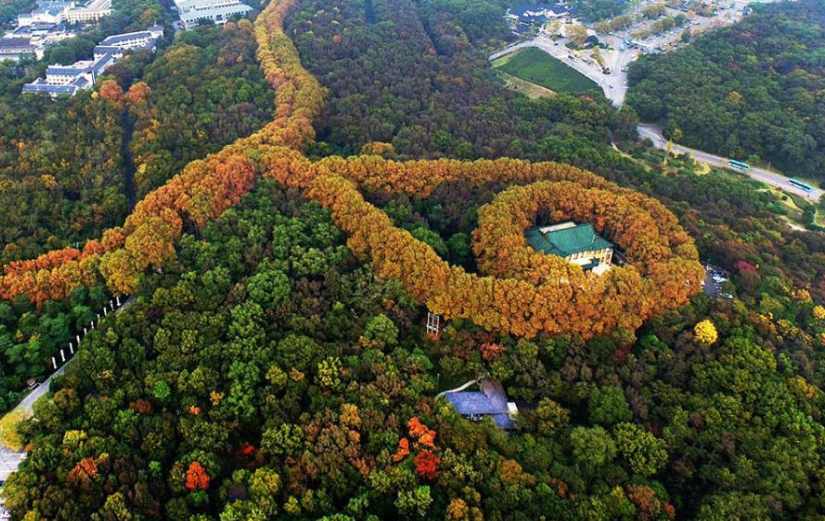 난징 즈진산, 가을 색채를 빌어 ‘목걸이’ 무늬모양 탄생
