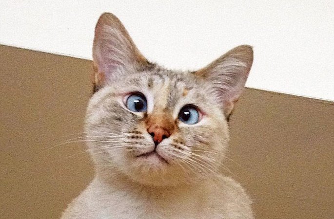 ‘내사시’고양이 인터넷에서 인기